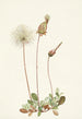 Fruit de dryade gul Dryas drummondii - Mary Vaux Walcott — visning af kunstværket