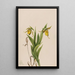 Sabot de Vénus gul Cypripedium parviflorum - Mary Vaux Walcott — indrammet kunstværk på væggen