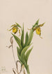 Sabot de Vénus gul Cypripedium parviflorum - Mary Vaux Walcott — visning af kunstværket