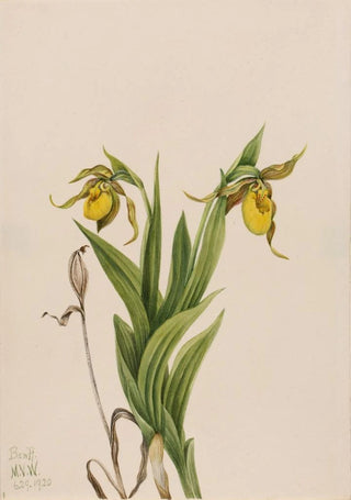 Mary Vaux Walcott - Yellow Ladys Slipper Cypripedium parviflorum.webp