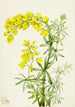 Lupin gul Lupinis arboreus - Mary Vaux Walcott — visning af kunstværket