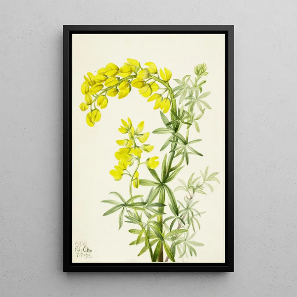 Mary Vaux Walcott - Yellow Lupine Lupinis arboreus.webp