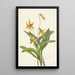 Érythrone gul Erythronium americanum - Mary Vaux Walcott — indrammet kunstværk på væggen