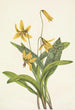 Érythrone gul Erythronium americanum - Mary Vaux Walcott — visning af kunstværket