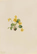 Violette jaune Viola orbiculata - Mary Vaux Walcott — visning af kunstværket