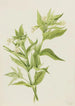 Epilobe gul Epilobium lutem - Mary Vaux Walcott — visning af kunstværket