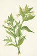 Epilobe gul Epilobium lutem - Mary Vaux Walcott — visning af kunstværket