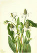 Yerba mansa Anemopsis californica - Mary Vaux Walcott — visning af kunstværket