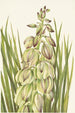 Yucca Yucca baileyi - Mary Vaux Walcott — visning af kunstværket