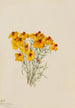 Zinnia Zinnia grandiflora - Mary Vaux Walcott — visning af kunstværket