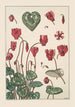 Cyclamen - Maurice Pillard Verneuil — visning af kunstværket