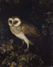 En ugle - Moses Haughton — visning af kunstværket