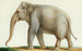 En indisk elefant - Nicolas Huet den Yngre — visning af kunstværket