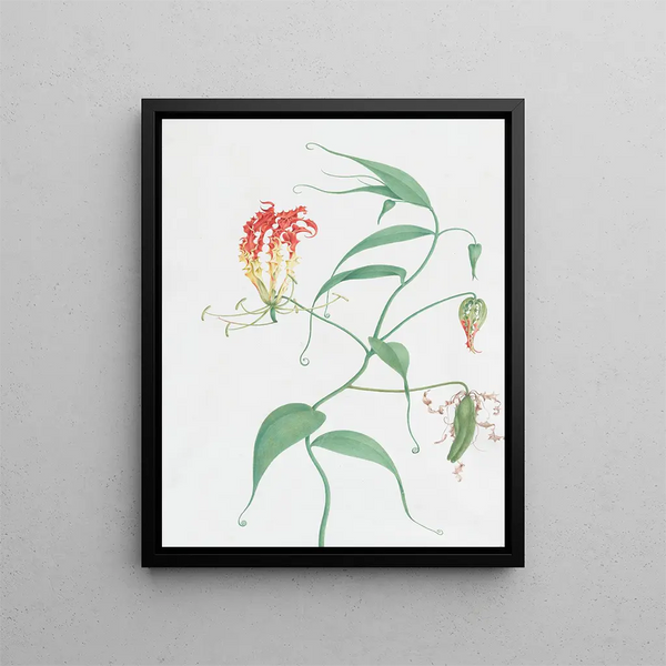Nicolas Robert - Gloriosa Superba Climbing Lily.webp