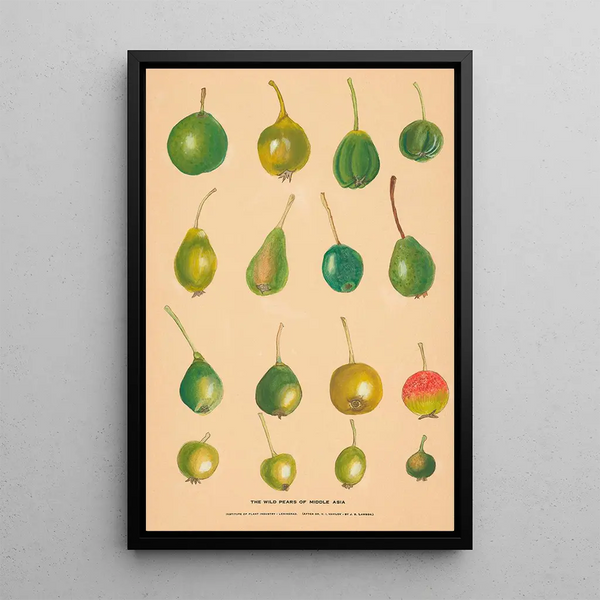 Nikolai Ivanovich Vavilov - The Wild Pears of Middle Asia.webp