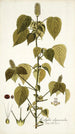 Acalypha alopecuroidea - Nikolaus Joseph Freiherr von Jacquin — visning af kunstværket