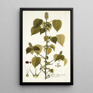 Nikolaus Joseph Freiherr von Jacquin - Acalypha alopecuroidea.webp