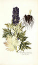 Aconitum tauricum - Nikolaus Joseph Freiherr von Jacquin — visning af kunstværket