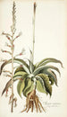 Agave virginica - Nikolaus Joseph Freiherr von Jacquin — visning af kunstværket
