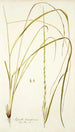 Agrostis tenacissima - Nikolaus Joseph Freiherr von Jacquin — visning af kunstværket