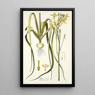 Nikolaus Joseph Freiherr von Jacquin - Albuca aurea.webp