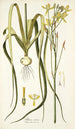 Albuca aurea - Nikolaus Joseph Freiherr von Jacquin — visning af kunstværket