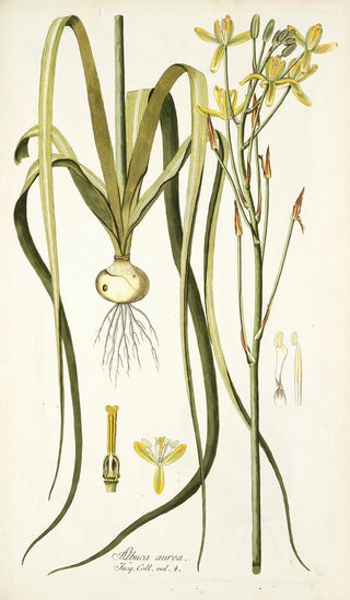 Nikolaus Joseph Freiherr von Jacquin - Albuca aurea.webp