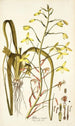 Albuca major - Nikolaus Joseph Freiherr von Jacquin — visning af kunstværket