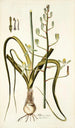 Albuca setosa - Nikolaus Joseph Freiherr von Jacquin — visning af kunstværket
