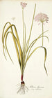 Allium illyricum - Nikolaus Joseph Freiherr von Jacquin — visning af kunstværket