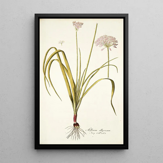 Nikolaus Joseph Freiherr von Jacquin - Allium illyricum.webp
