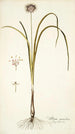 Allium suaveolens - Nikolaus Joseph Freiherr von Jacquin — visning af kunstværket