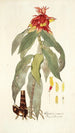 Alpinia comosa - Nikolaus Joseph Freiherr von Jacquin — visning af kunstværket