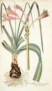 Amaryllis longifolia - Nikolaus Joseph Freiherr von Jacquin — visning af kunstværket