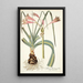 Amaryllis longifolia - Nikolaus Joseph Freiherr von Jacquin — indrammet kunstværk på væggen