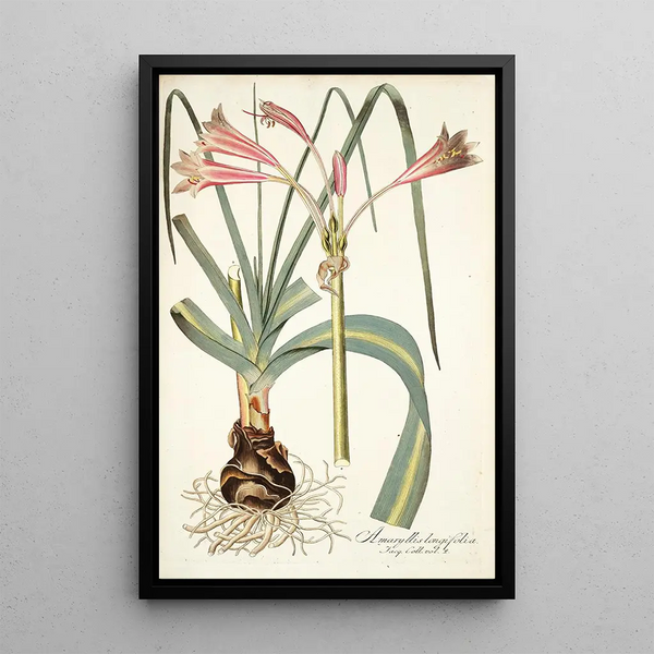 Nikolaus Joseph Freiherr von Jacquin - Amaryllis longifolia.webp