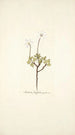 Anemone fragifera - Nikolaus Joseph Freiherr von Jacquin — visning af kunstværket