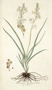 Anthericum bipedunculatum - Nikolaus Joseph Freiherr von Jacquin — visning af kunstværket