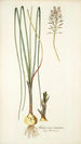 Anthericum exuviatum - Nikolaus Joseph Freiherr von Jacquin — visning af kunstværket