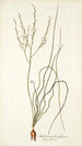 Anthericum flexifolium - Nikolaus Joseph Freiherr von Jacquin — visning af kunstværket