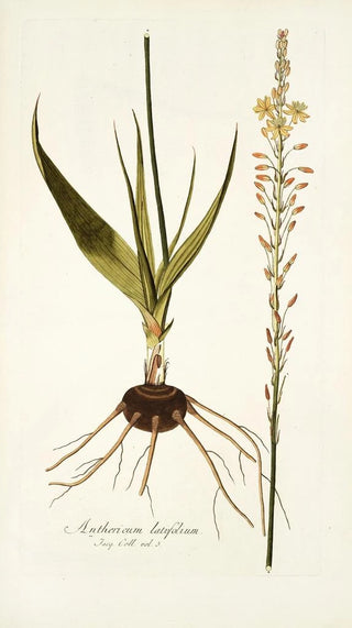 Nikolaus Joseph Freiherr von Jacquin - Anthericum latifolium.webp