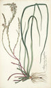 Anthericum longifolium - Nikolaus Joseph Freiherr von Jacquin — visning af kunstværket