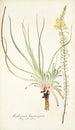 Anthericum longiscapum - Nikolaus Joseph Freiherr von Jacquin — visning af kunstværket