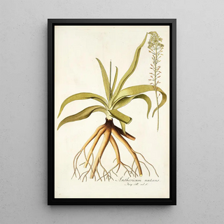 Nikolaus Joseph Freiherr von Jacquin - Anthericum nutans.webp