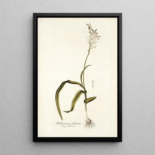 Nikolaus Joseph Freiherr von Jacquin - Anthericum pilosum.webp