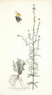 Antirrhinum parviflorum - Nikolaus Joseph Freiherr von Jacquin — visning af kunstværket
