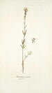 Antirrhinum versicolor - Nikolaus Joseph Freiherr von Jacquin — visning af kunstværket