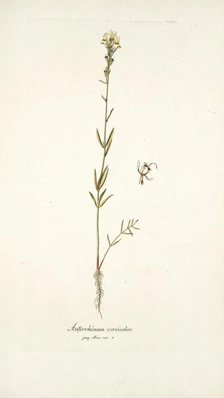 Nikolaus Joseph Freiherr von Jacquin - Antirrhinum versicolor.webp