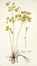 Aquilegia viridiflora - Nikolaus Joseph Freiherr von Jacquin — visning af kunstværket