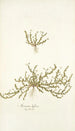 Arenaria biflora - Nikolaus Joseph Freiherr von Jacquin — visning af kunstværket